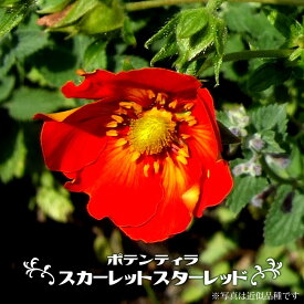 楽天市場 バラ アブラムシ 駆除 ハーブの通販