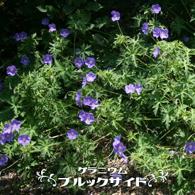 楽天市場 ゲラニウム苗の通販