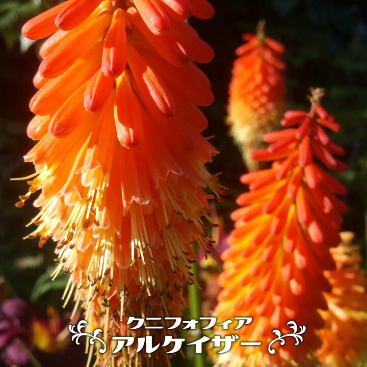 楽天市場 クニフォフィア トリトマ 赤熊百合 アルケイザー ポット苗 宿根草 苗 多年草 耐寒性 常緑 苗木部 ｂｙ 花ひろばオンライン
