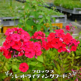 楽天市場 宿根草 種類 植物 フロックス 苗物 ガーデニング 農業 花 ガーデン Diyの通販