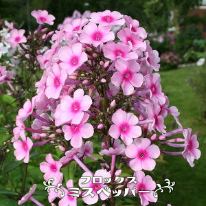 htbNX y~Xybp[z 3|bgc y\̔z4`5ח\