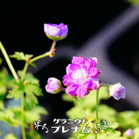 楽天市場 ゲラニウム苗の通販 楽天市場 ゲラニウム苗の通販