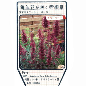 �A�K�X�^�[�V�F �y�{�����z 3���|�b�g�c �y�\��̔��z3�����{�����ח\��