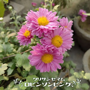 NTZ} yr\sNz 3|bgc y\̔z3{ח\