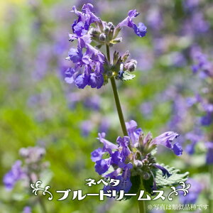 農業資材 ガーデニング用品 グランドカバー 宿根草の人気商品 通販 価格比較 価格 Com