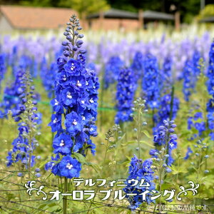 苗 デルフィニウムの人気商品 通販 価格比較 価格 Com