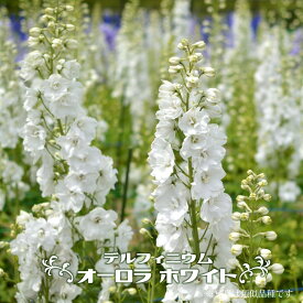 楽天市場 白 デルフィニウムの通販