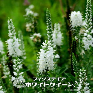 tB\XeMA zCgNC[ 3|bg y\̔z4`5ח\