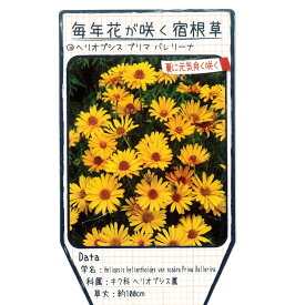 楽天市場 姫ひまわり 苗の通販