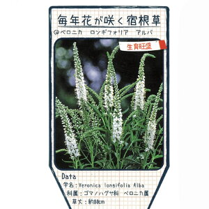 ベロニカ 苗の人気商品 通販 価格比較 価格 Com