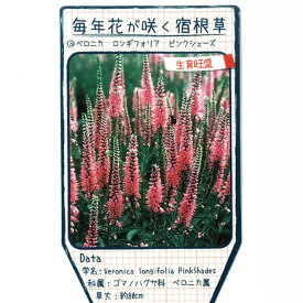 ベロニカ 【ロンギフォリア ピンクシェーズ】 3号ポット苗 【予約販売】3月下旬頃入荷予定