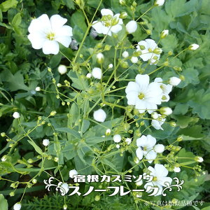 hݑ yXm[t[Nz 3|bgc y\̔z4`5ח\