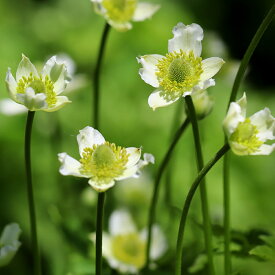 楽天市場 アネモネ 苗の通販