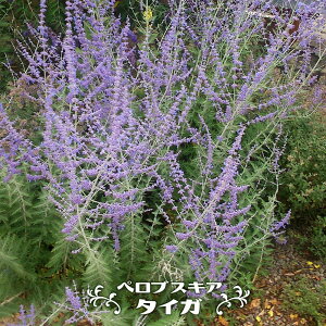 VAZ[W yuXLA y^CKz 3|bg y\̔z4`5ח\