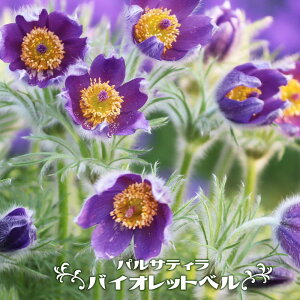 pTeB i mILiOT j oCIbgx 3|bgc