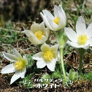 pTeB i mILiOT j zCg 3|bgc h c N ϊ OhJo[ y\̔z3{ח\