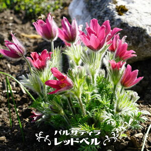 pTeB i mILiOT j bhx 3|bgc h c N ϊ OhJo[ y\̔z3{ח\