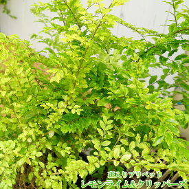楽天市場 庭木 常緑樹 目隠し 種類 植物 レモン の通販
