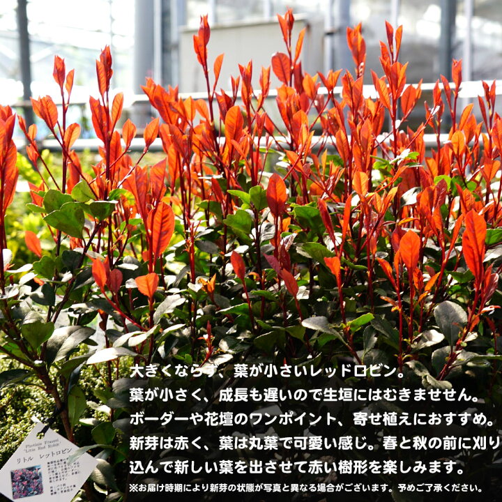 楽天市場 リトルレッドロビン 4号ポット苗 苗木部 ｂｙ 花ひろばオンライン