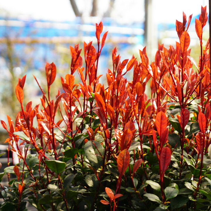 楽天市場 リトルレッドロビン 4号ポット苗 苗木部 ｂｙ 花ひろばオンライン