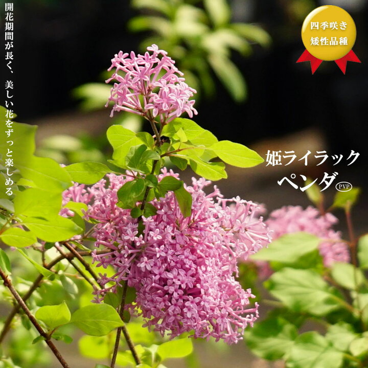 楽天市場 四季咲き 姫ライラック ペンダ 桃紫花 矮性品種 ポット苗 庭木 落葉樹 観賞花木 登録品種 品種登録 苗木部 ｂｙ 花ひろばオンライン