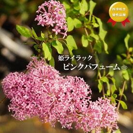 楽天市場 姫ライラックの通販