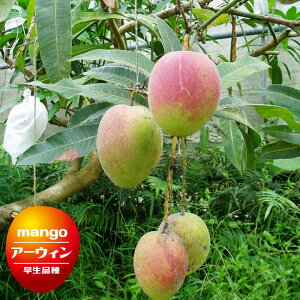 }S[̖ yA[EBz 1Nږؕc 4.5|bgc ꌧY y\̔z4{ח\