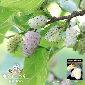 }x[iK̖؁j yzCgx[z 2N ږ |bgc y\̔z11{ח\