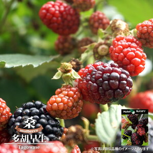 }x[iK̖؁j yӑz ږ A