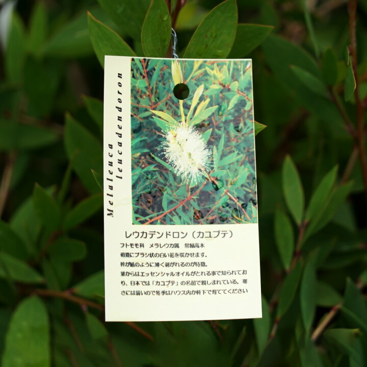 168円 最高 メラレウカ ブラックペーパーバーク 種子 クリーム色の花を咲かせるメラレウカ 花木