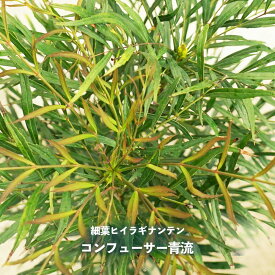 楽天市場 和風 植木 ガーデニング 農業 花 ガーデン Diyの通販