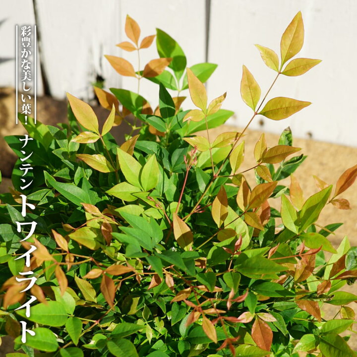 楽天市場 西洋ナンテン トワイライト ポット苗 常緑樹 低木 庭木 苗木部 ｂｙ 花ひろばオンライン