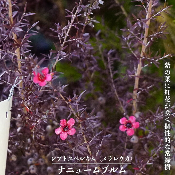楽天市場 レプトスペルマム メラレウカ ナニュームルブルム 庭木 常緑樹 低木 苗木部 by 花ひろばオンライン 楽天市場 レプトスペルマム メラレウカ ナニュームルブルム 庭木 常緑樹 低木 苗木部 by 花ひろばオンライン