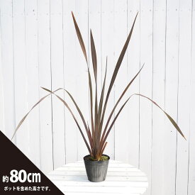 楽天市場 ニューサイラン 花 観葉植物 花 ガーデン Diy の通販