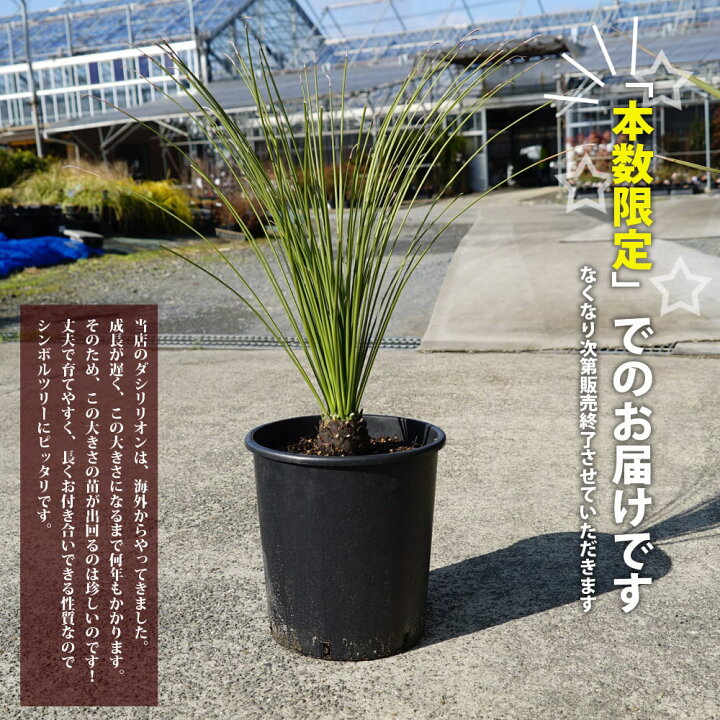 楽天市場】数量限定 【ロンギシマム】 ダシリリオン 耐寒性南欧風  