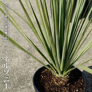 ʌ yl\j[z mi |bgc ϊ쉢v