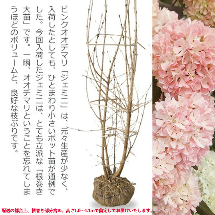 楽天市場 ピンクオオデマリ ジェミニ 株立ち 根巻き大苗 1 0m剪定済み 苗木部 ｂｙ 花ひろばオンライン