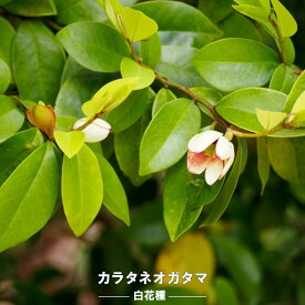 楽天市場 カラタネオガタマ ポートワイン 販売の通販