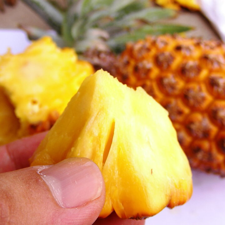 楽天市場 パインアップル スナックパイン ポット苗 沖縄県産 予約販売 4月下旬 5月頃発送予定 苗木部 ｂｙ 花ひろばオンライン