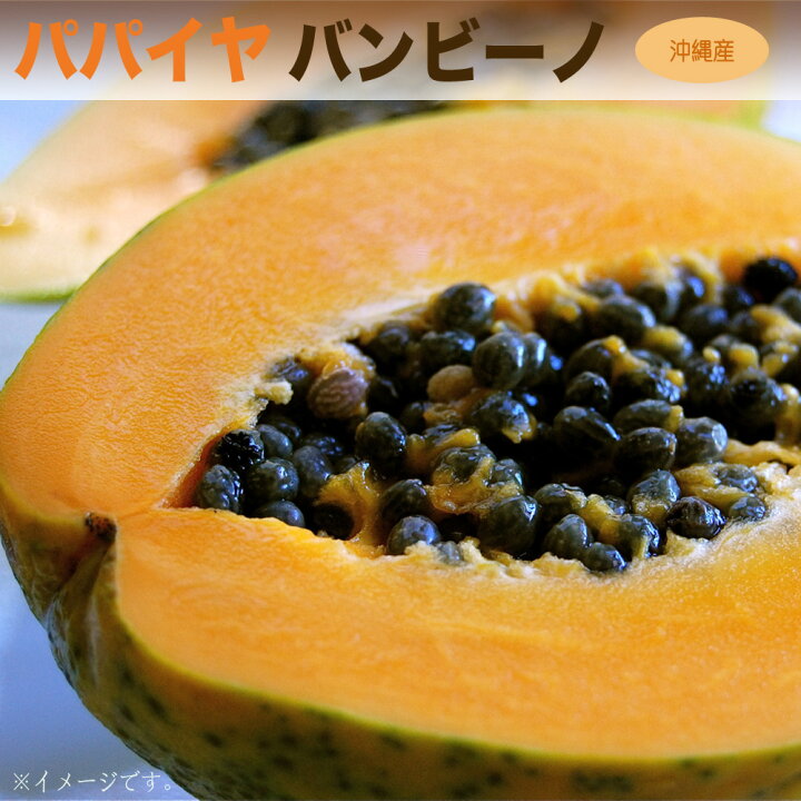 楽天市場 バンビーノ パパイヤ 3 5号ポット苗 沖縄県産 苗木部 by 花ひろばオンライン 楽天市場 バンビーノ パパイヤ 3 5号ポット苗 沖縄県産 苗木部 by 花ひろばオンライン