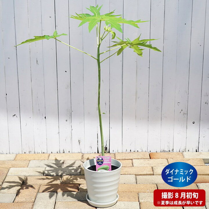 楽天市場 観葉植物に ダイナミックゴールド パパイヤ フレグラーポット大苗 沖縄県産 鉢植え 受け皿付き 贈り物 苗木部 ｂｙ 花ひろばオンライン