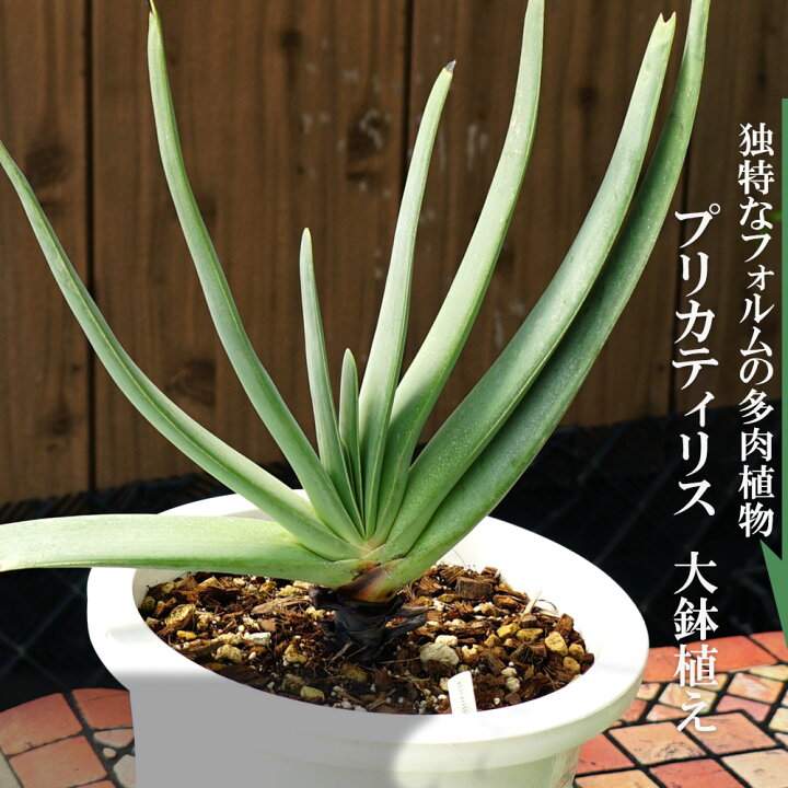楽天市場 多肉植物 観葉植物 プリカティリス アロエの仲間 白鉢大苗 インテリアプランツ 苗木部 ｂｙ 花ひろばオンライン