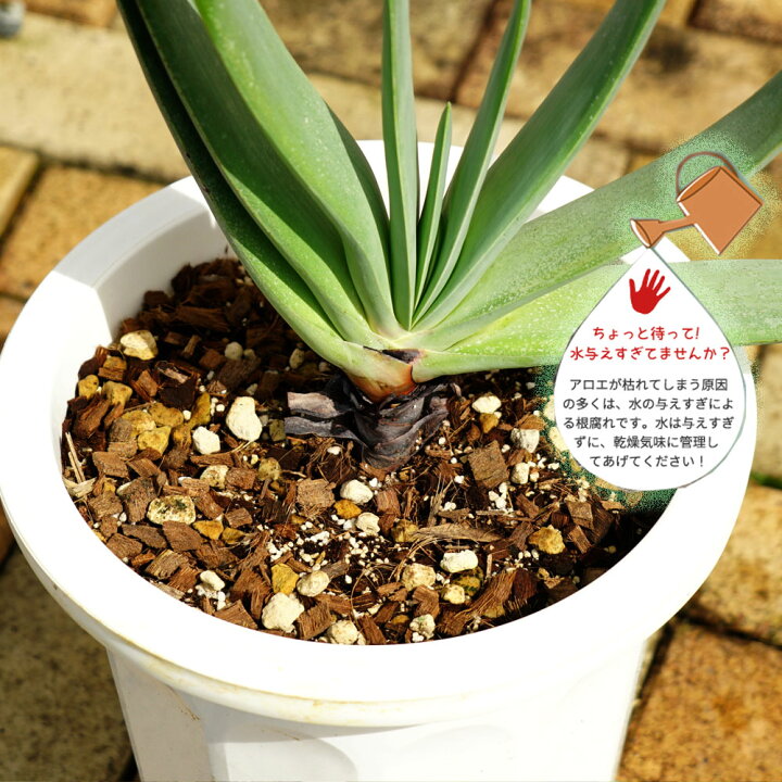 楽天市場 多肉植物 観葉植物 プリカティリス アロエの仲間 白鉢大苗 インテリアプランツ 苗木部 by 花ひろばオンライン 楽天市場 多肉植物 観葉植物 プリカティリス アロエの仲間 白鉢大苗 インテリアプランツ 苗木部 by 花ひろばオンライン