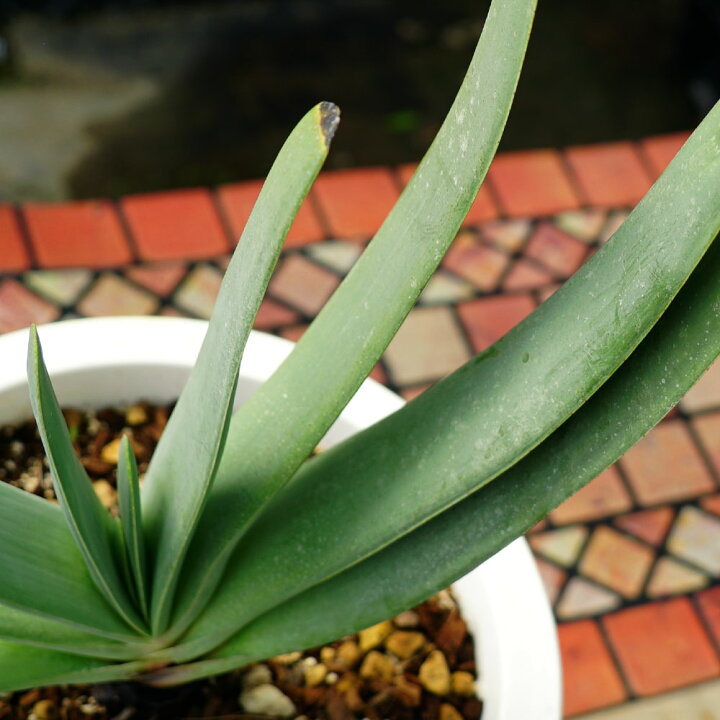 楽天市場 多肉植物 観葉植物 プリカティリス アロエの仲間 白鉢大苗 インテリアプランツ 苗木部 by 花ひろばオンライン 楽天市場 多肉植物 観葉植物 プリカティリス アロエの仲間 白鉢大苗 インテリアプランツ 苗木部 by 花ひろばオンライン