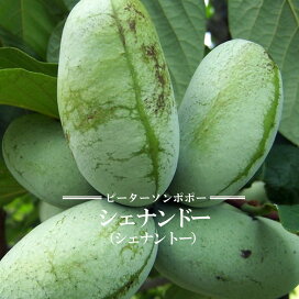楽天市場】 果樹苗 > 早くなります大苗シリーズ > ポポー : 苗木部 