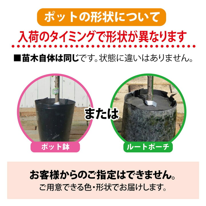 楽天市場 グレープフルーツ ルビー 3年生 接ぎ木 大苗 産地で剪定済 1 0m苗 苗木部 ｂｙ 花ひろばオンライン