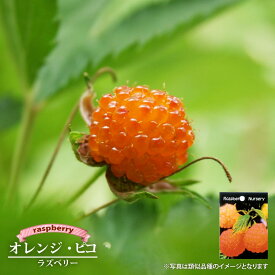 楽天市場 ラズベリー 苗 種類 植物 オレンジ の通販