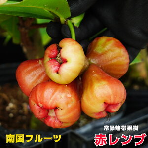 �ԃ����u �c 4.5���|�b�g ���ꌧ�Y �y�\��̔��z4�����{�����ח\��