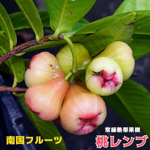 u c 4.5|bg ꌧY y\̔z4{ח\