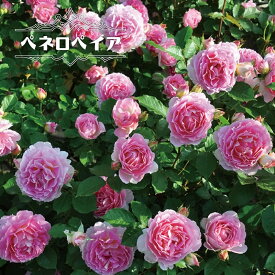 四季咲き半つるバラ 【ペネロペイア】 2年生大苗 登録品種・品種登録 【予約販売】12月～翌年1月頃入荷予定
